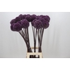 Allium Summer Drummer