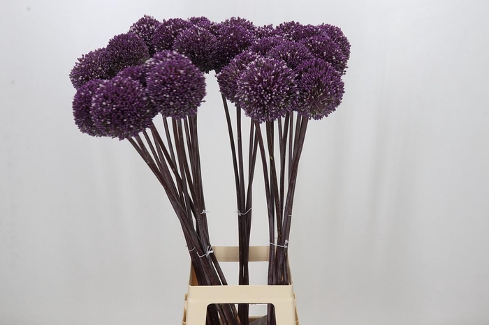 <h4>Allium Summer Drummer</h4>