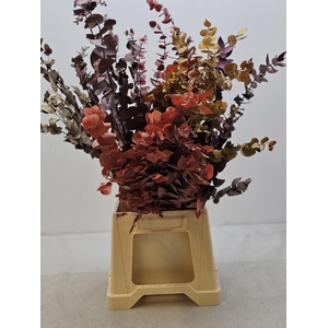 GESTABILISEERD EUC STUARTIANA MIX