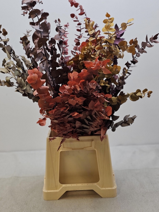 <h4>GESTABILISEERD EUC STUARTIANA MIX</h4>