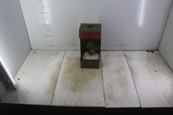 <h4>BONSAI JUNIOR VASO PLASTICO 1.1L</h4>