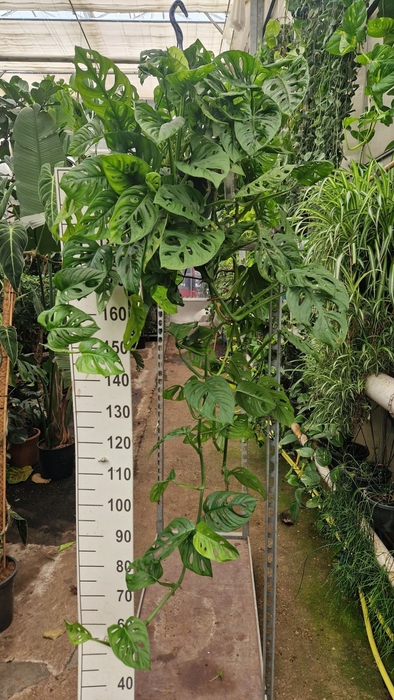 <h4>Monstera obliqua Monkey Leaf</h4>