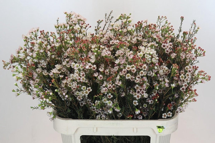 <h4>Chamelaucium Ella</h4>