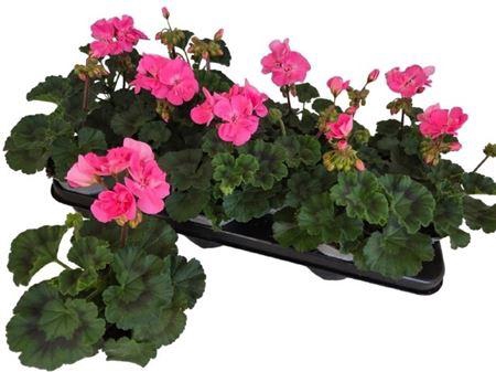 arr8 Pel Zon Tosc Hanna