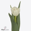 Tulipa do iceberg