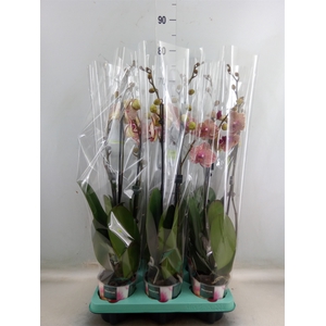 Phalaenopsis   ...