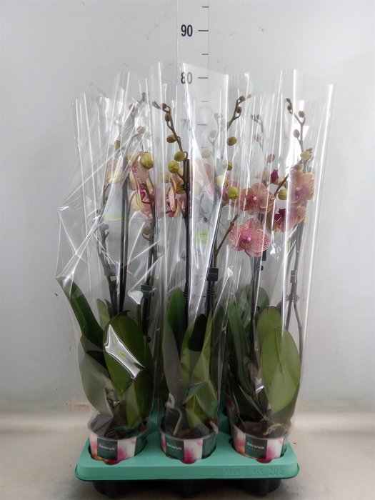 <h4>Phalaenopsis   ...</h4>