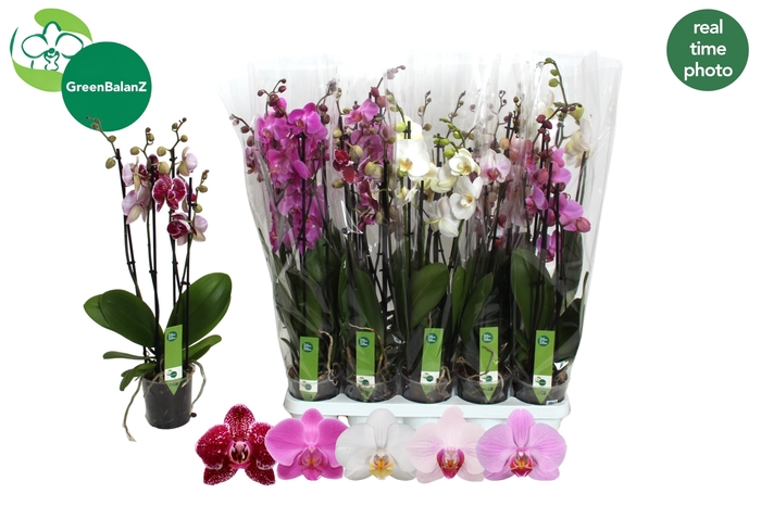 <h4>PHAL GEM 5 KL</h4>