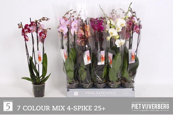 <h4>PHAL GEM 7 KL</h4>