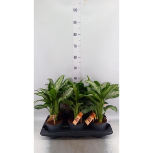 Aglaonema KB 'Jubilee'
