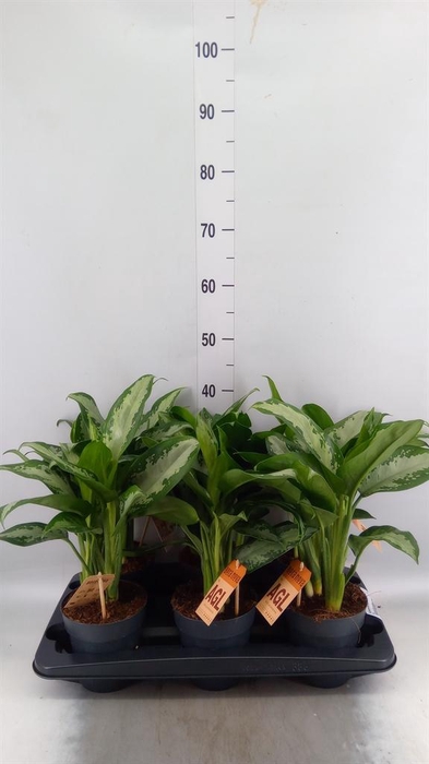 <h4>Aglaonema KB 'Jubilee'</h4>