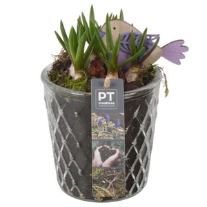 PTMB6318 Arrangement Muscari Blue in glas pot