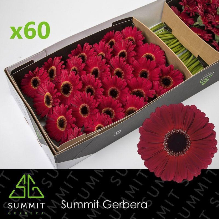 <h4>GE GR DARK DIAMOND</h4>