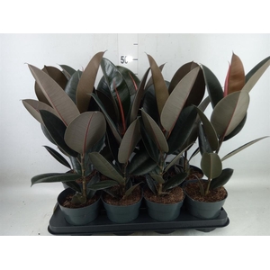 Ficus elastica 'Abidjan'