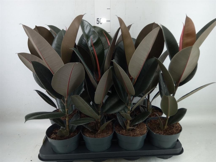 <h4>Ficus elastica 'Abidjan'</h4>