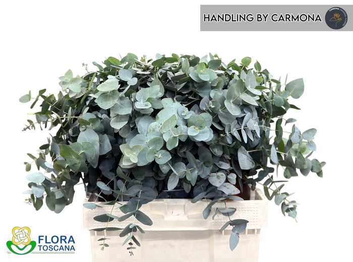 <h4>EUC CINEREA PER BOS</h4>