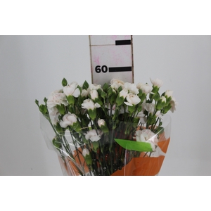 CRAVO SPRAY RAMAYA 060 CM