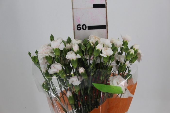 <h4>CRAVO SPRAY RAMAYA 060 CM</h4>
