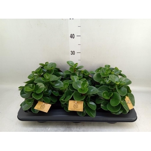 Peperomia obt. 'Green Gold'