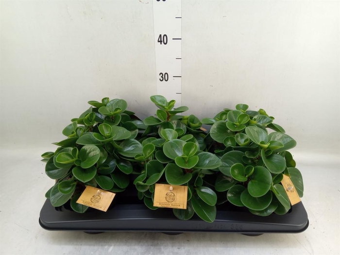 <h4>Peperomia obt. 'Green Gold'</h4>