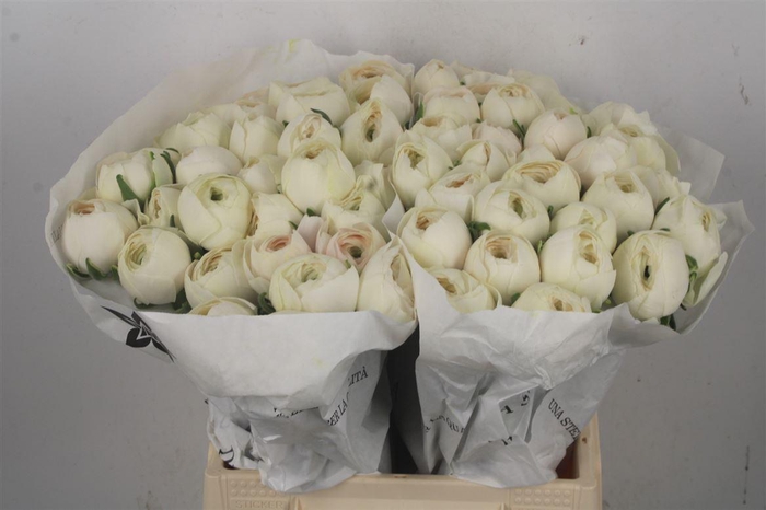 <h4>Ran Su Hanoi</h4>