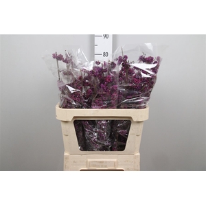 Callicarpa Bod Profu