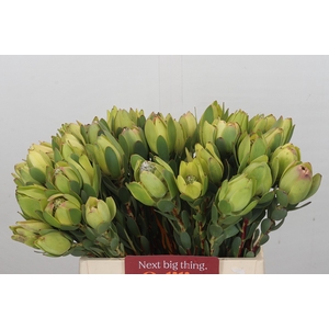 Leucadendron Disc. Geel