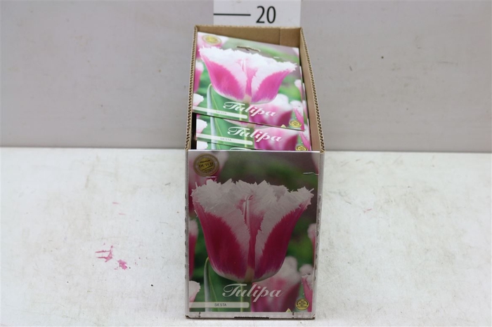 Bol Tulp Siesta 10 Zakjes X7