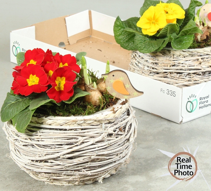 <h4>ARR TUINPLANTEN</h4>