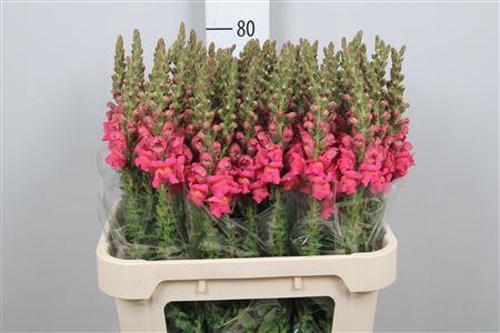 <h4>Antir Poto Rose</h4>