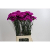 Dianthus St Tiepolo Fucsia