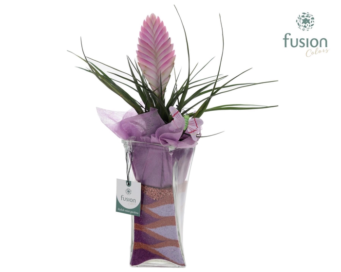 <h4>Glazen Twistervaas met Tillandsia</h4>