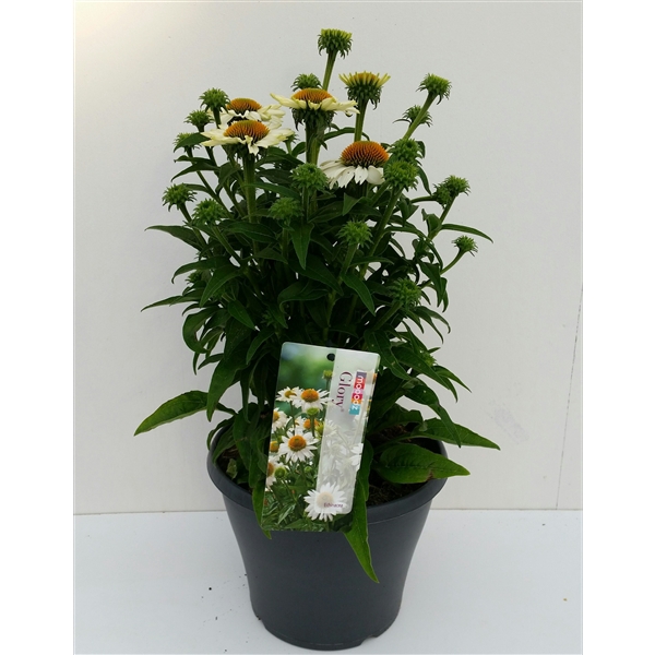 <h4>Echinacea 23 cm wit</h4>