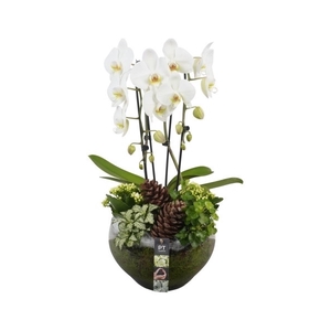 PTHG3411 Arrangement Autumn Glass in glas schaal