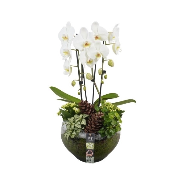 <h4>PTHG3411 Arrangement Autumn Glass in glas schaal</h4>