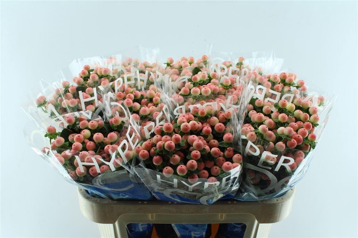 <h4>Hyp Coco Tiamo</h4>