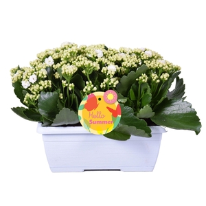 Hello Summer Kalanchoe Blossfeldiana in Duobak Wit