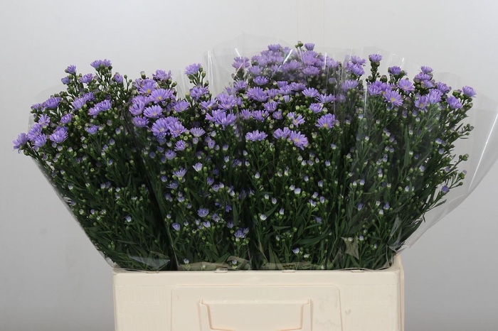 <h4>Aster Cassandra</h4>