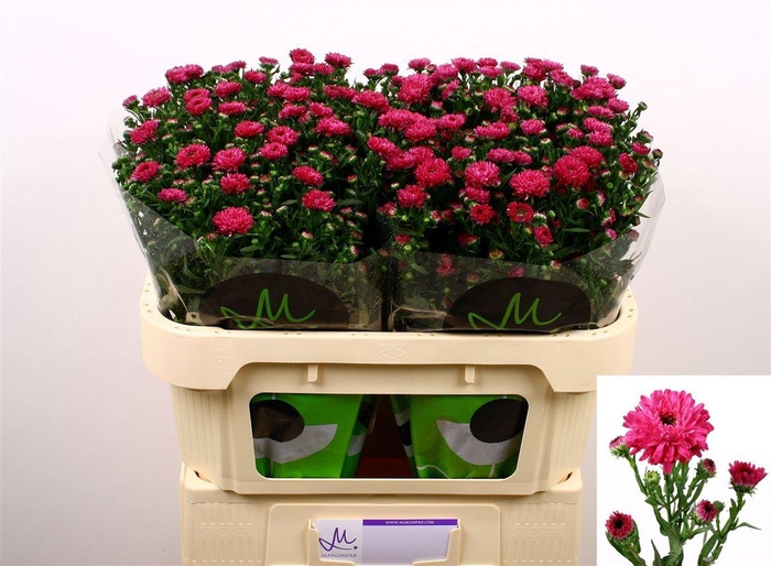 <h4>Aster Nb Flash</h4>