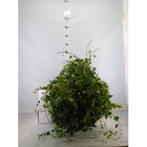 Hedera helix 'Anna'