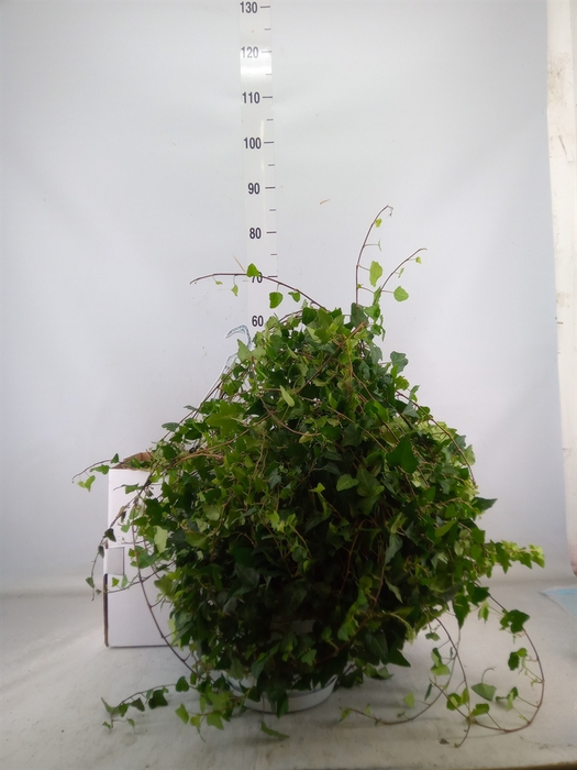 <h4>Hedera helix 'Anna'</h4>