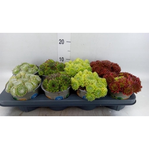 Sempervivum   ...mix