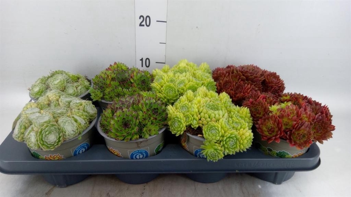 <h4>Sempervivum   ...mix</h4>