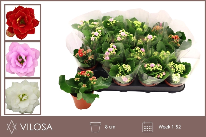 <h4>KAL GE GEM 5 KL</h4>