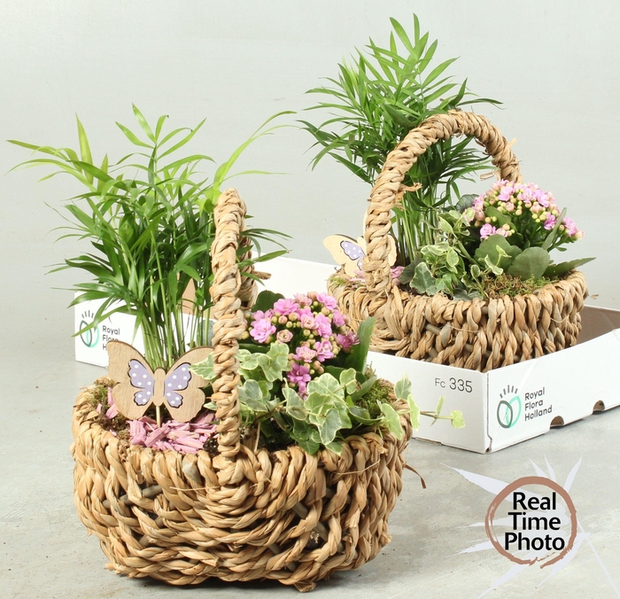 <h4>ARR KAMERPL</h4>