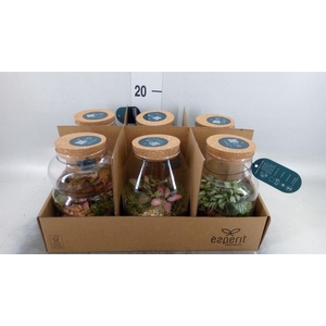 Arr.   Planten L%