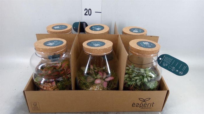 <h4>Arr.   Planten L%</h4>