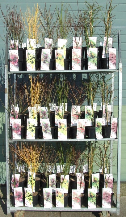 Acer mix P19 Full CC 5/8 species