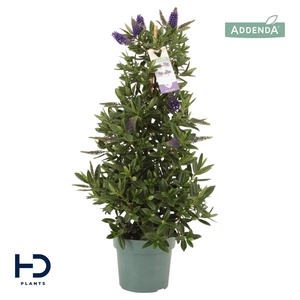 Hebe Addenda Britta piramide p17