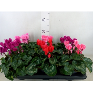 Cyclamen MD 'Allure'